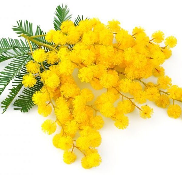 festa della donna mimosa braccoatletica auguri 600x576 - BUON 8 MARZO!